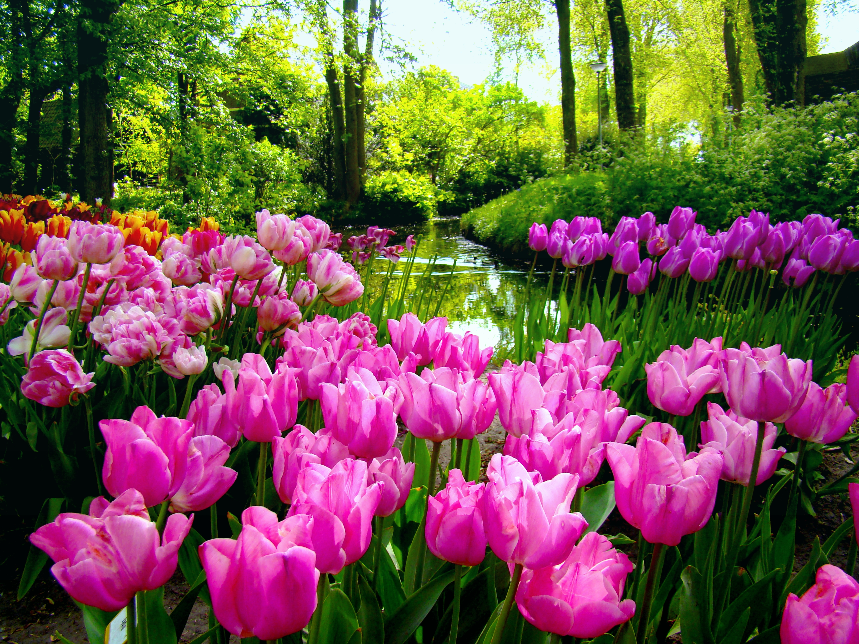 Spring Garden , HD Wallpaper & Backgrounds