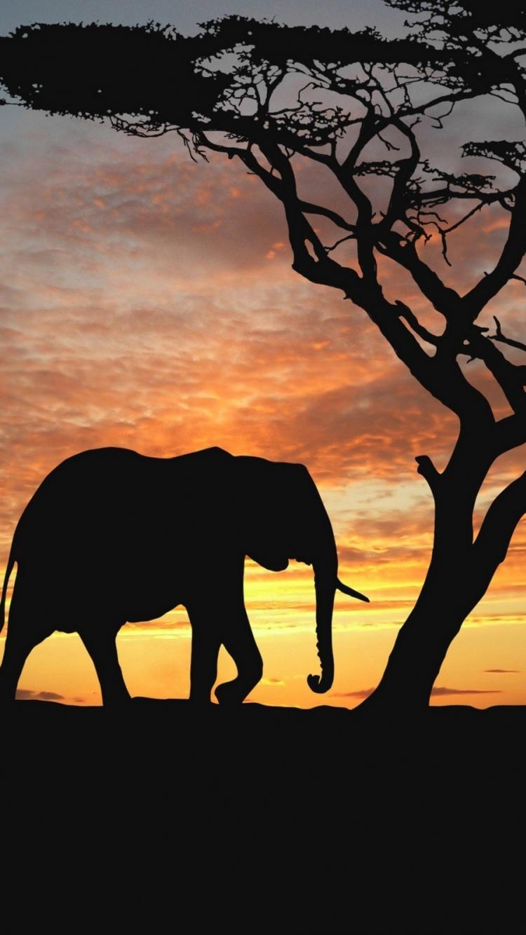 Elephants Background , HD Wallpaper & Backgrounds
