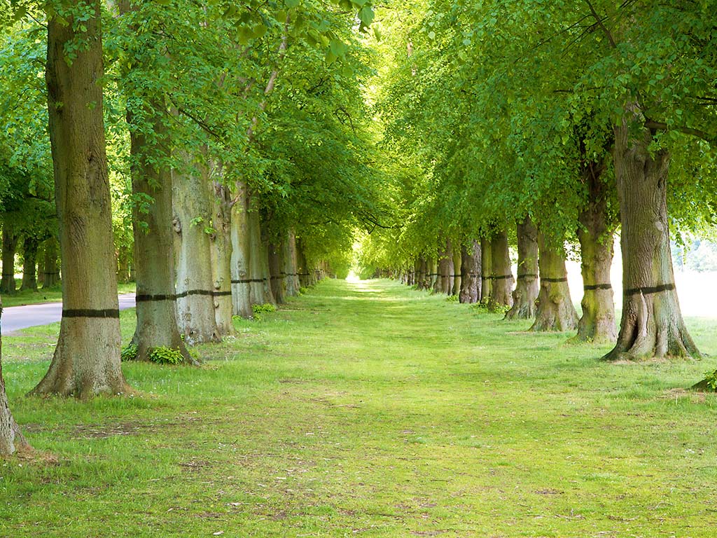 Green Trees In Garden Wallpaper - Tree Garden Wallpaper Hd , HD Wallpaper & Backgrounds