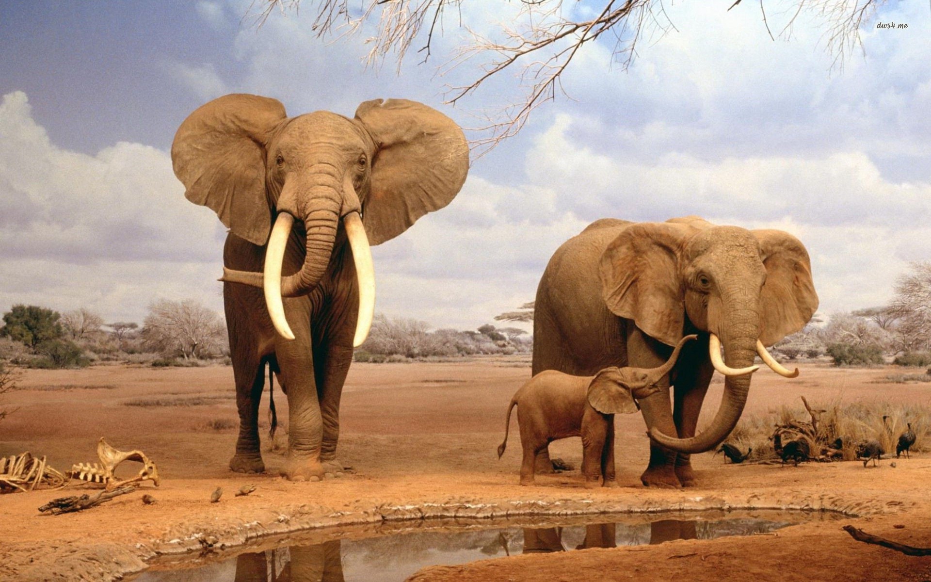 African Elephant Wallpaper , HD Wallpaper & Backgrounds