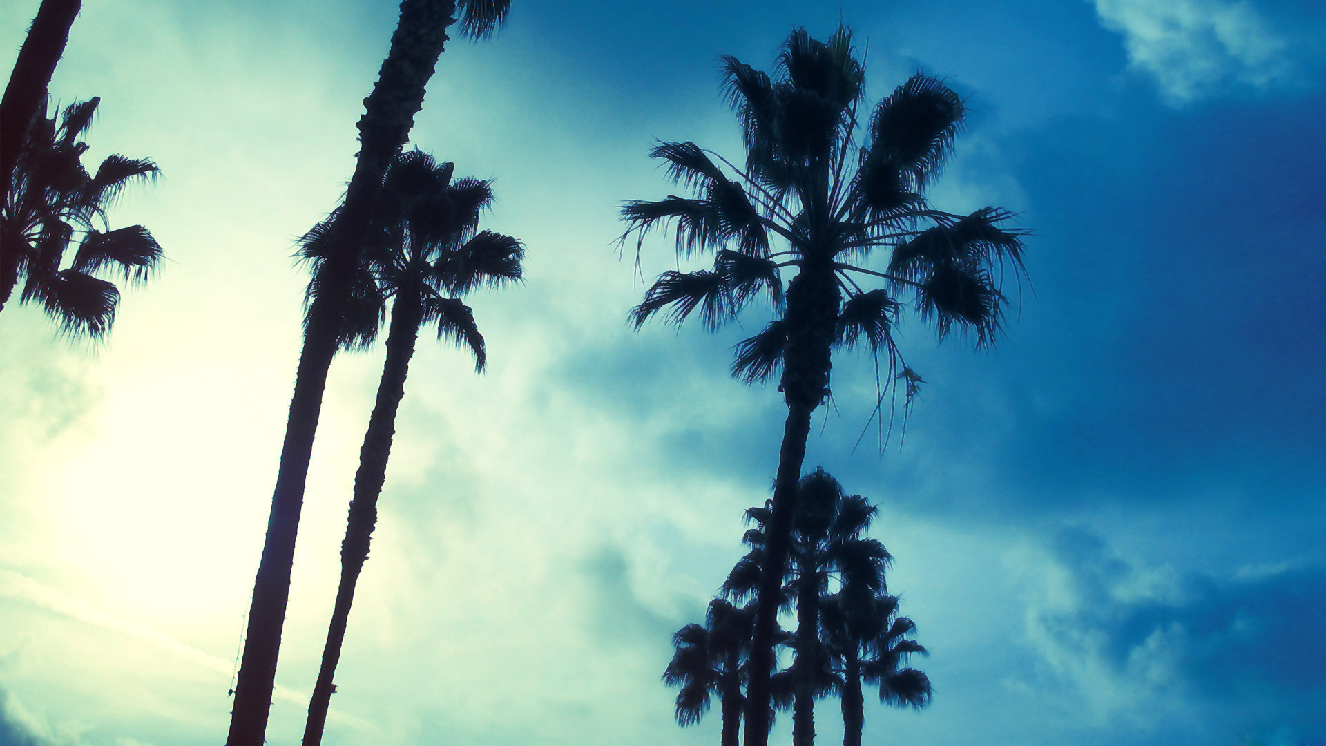 Palm Tree Wallpaper Hd - Hd Palm Trees Background , HD Wallpaper & Backgrounds