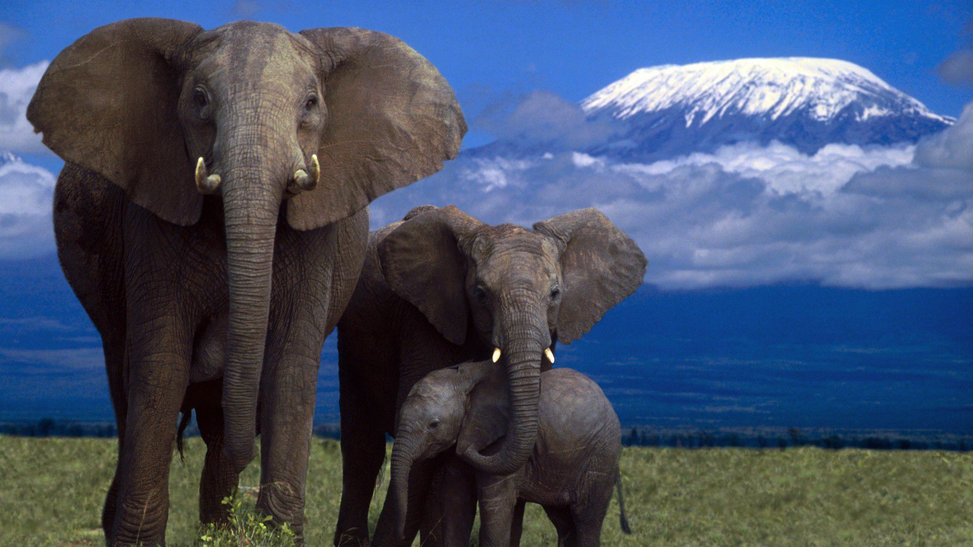 African Elephant Wallpaper Desktop , HD Wallpaper & Backgrounds