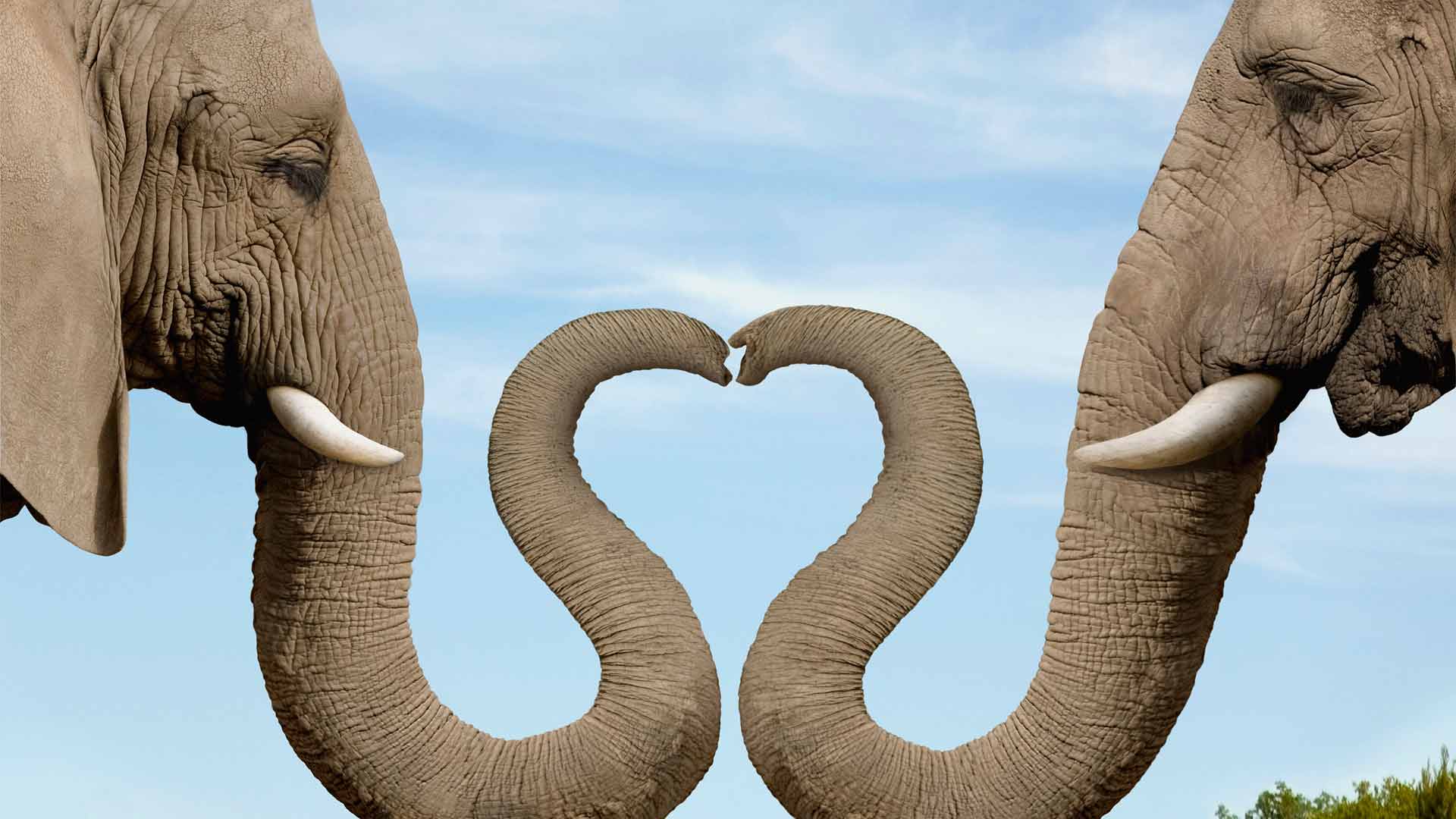 Desktop Elephant Hd Wallpapers Hd Wallpapers, Backgrounds - Elephant Trunks Making A Heart , HD Wallpaper & Backgrounds