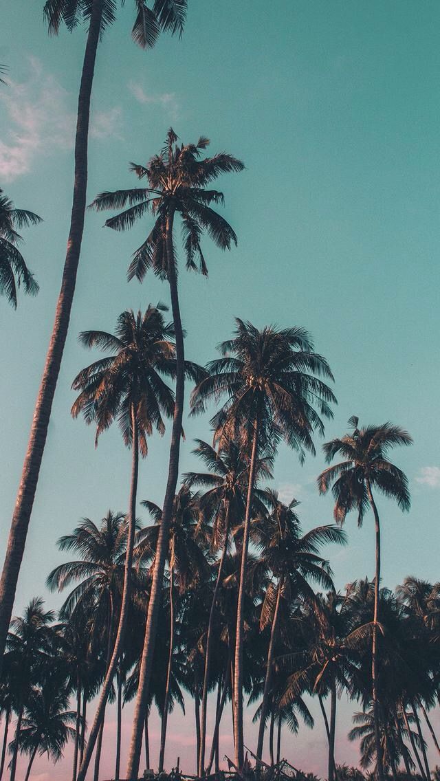 Tall Palm Trees ~ Screen - Palm Tree , HD Wallpaper & Backgrounds