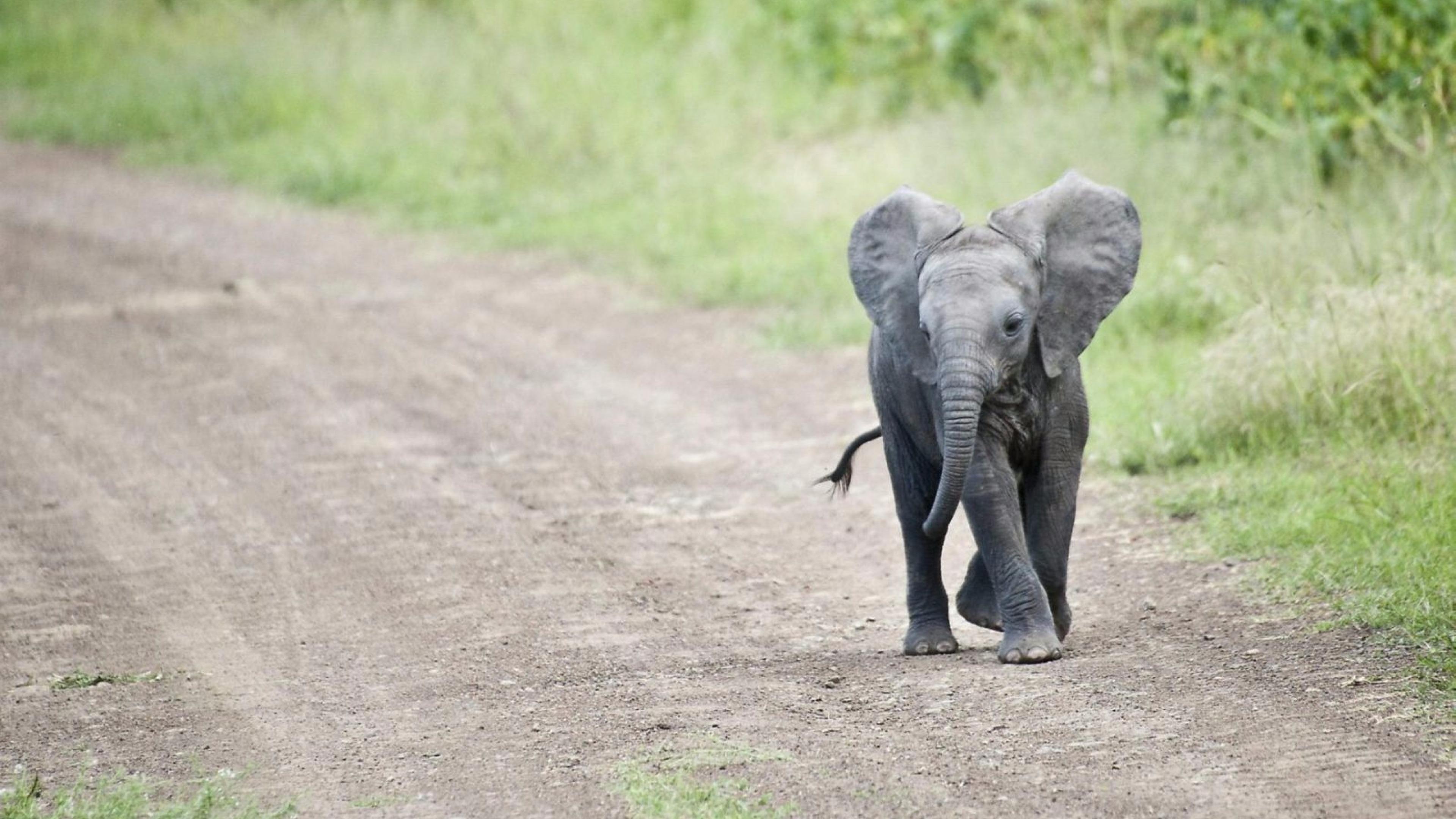 Cute Baby African Elephants , HD Wallpaper & Backgrounds
