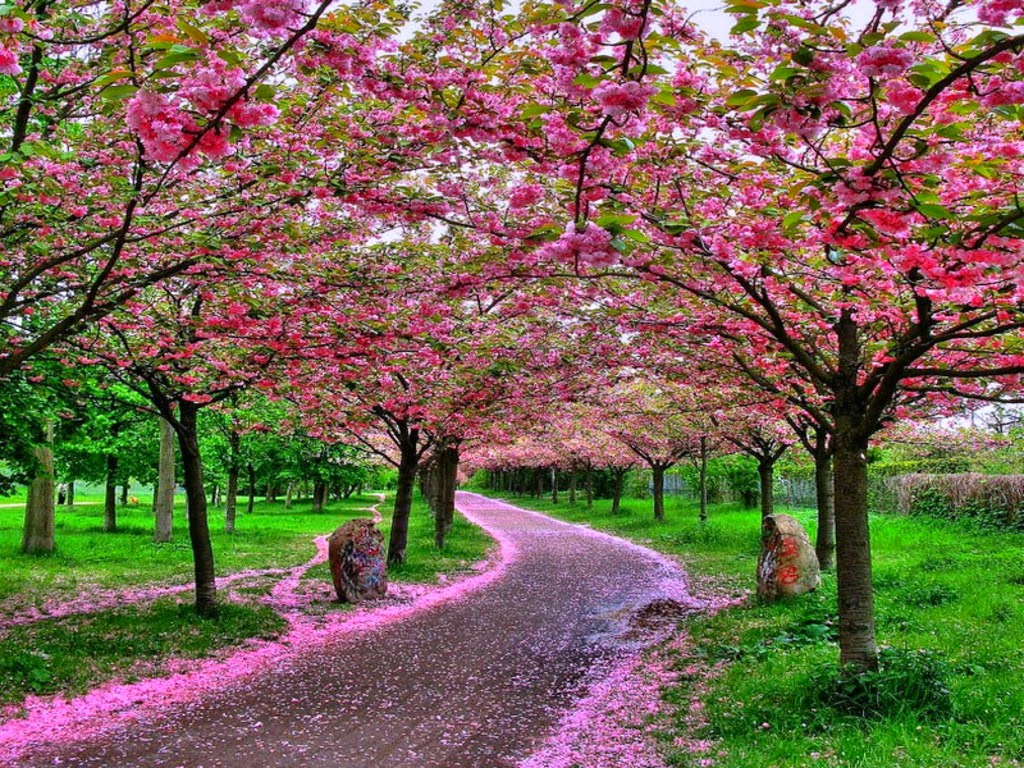 Japanese Cherry Blossom Garden Wallpaper - Nice Wallpapers Of Nature , HD Wallpaper & Backgrounds