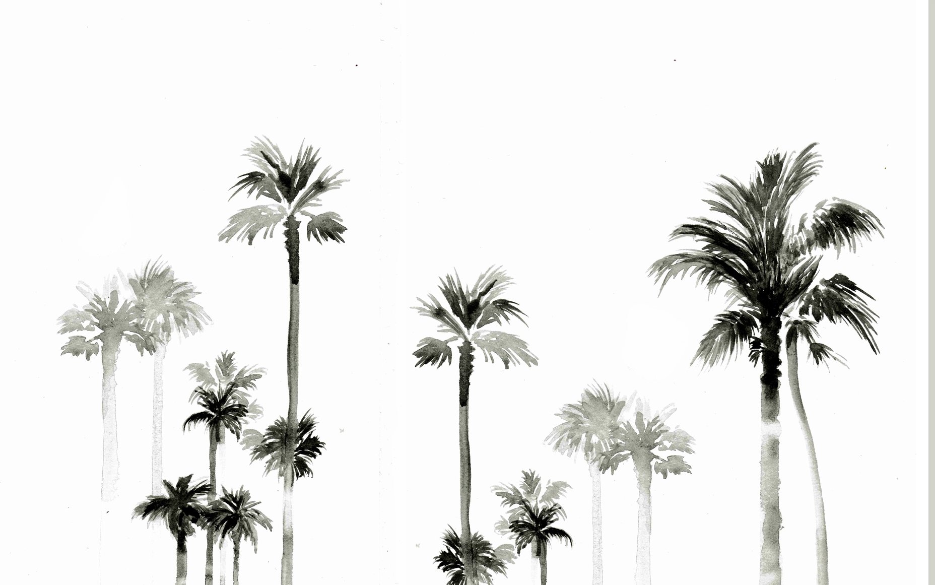 Palm - Palm Trees Black And White (#119293) - HD Wallpaper