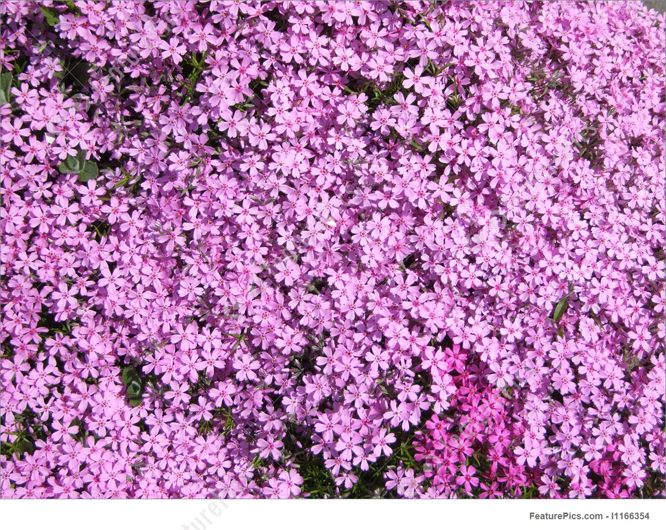 Thousands Of Small Flowers - Small Pink Flowers , HD Wallpaper & Backgrounds