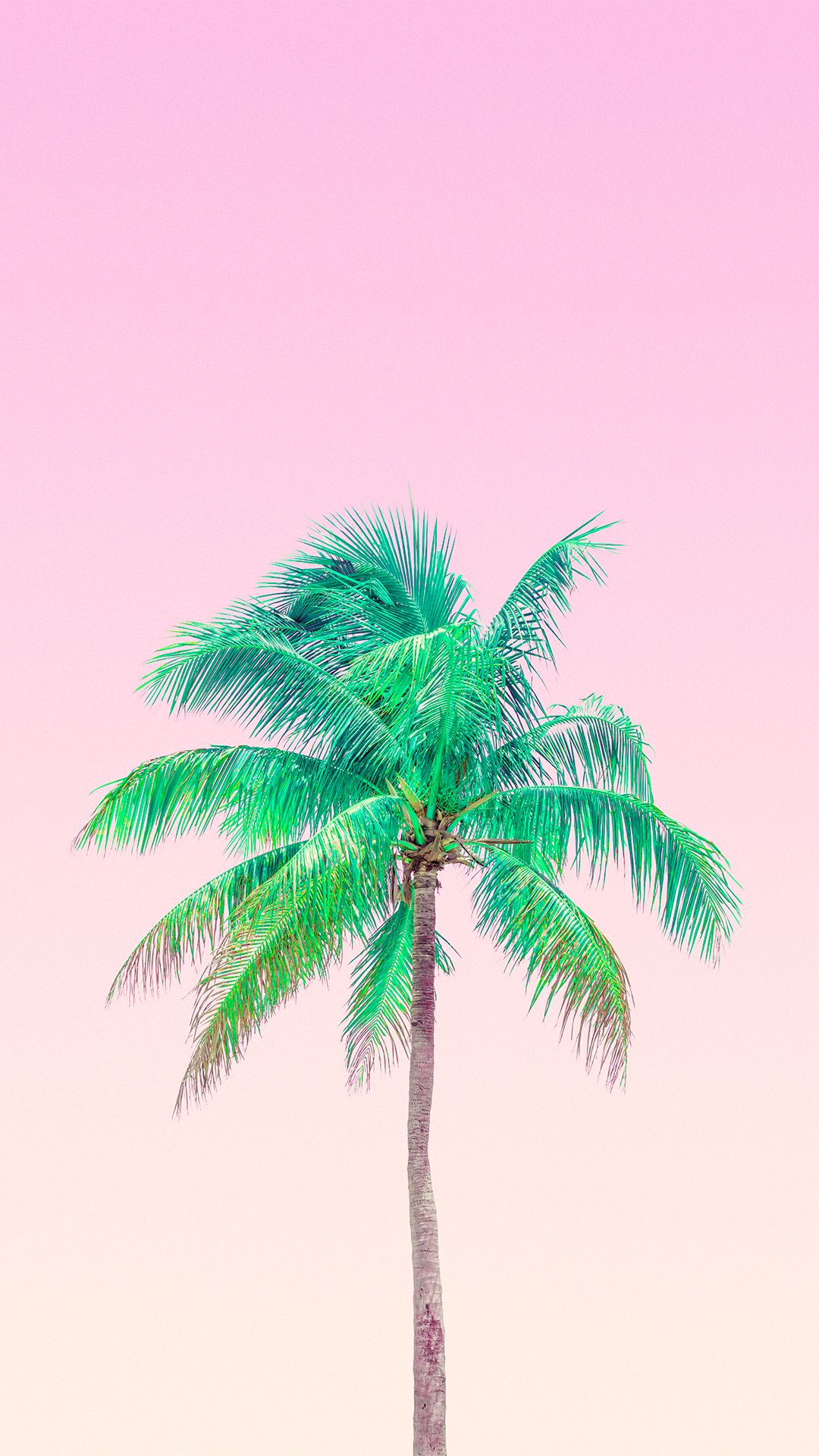 Pink Palm Trees - Summer Background For Iphone , HD Wallpaper & Backgrounds