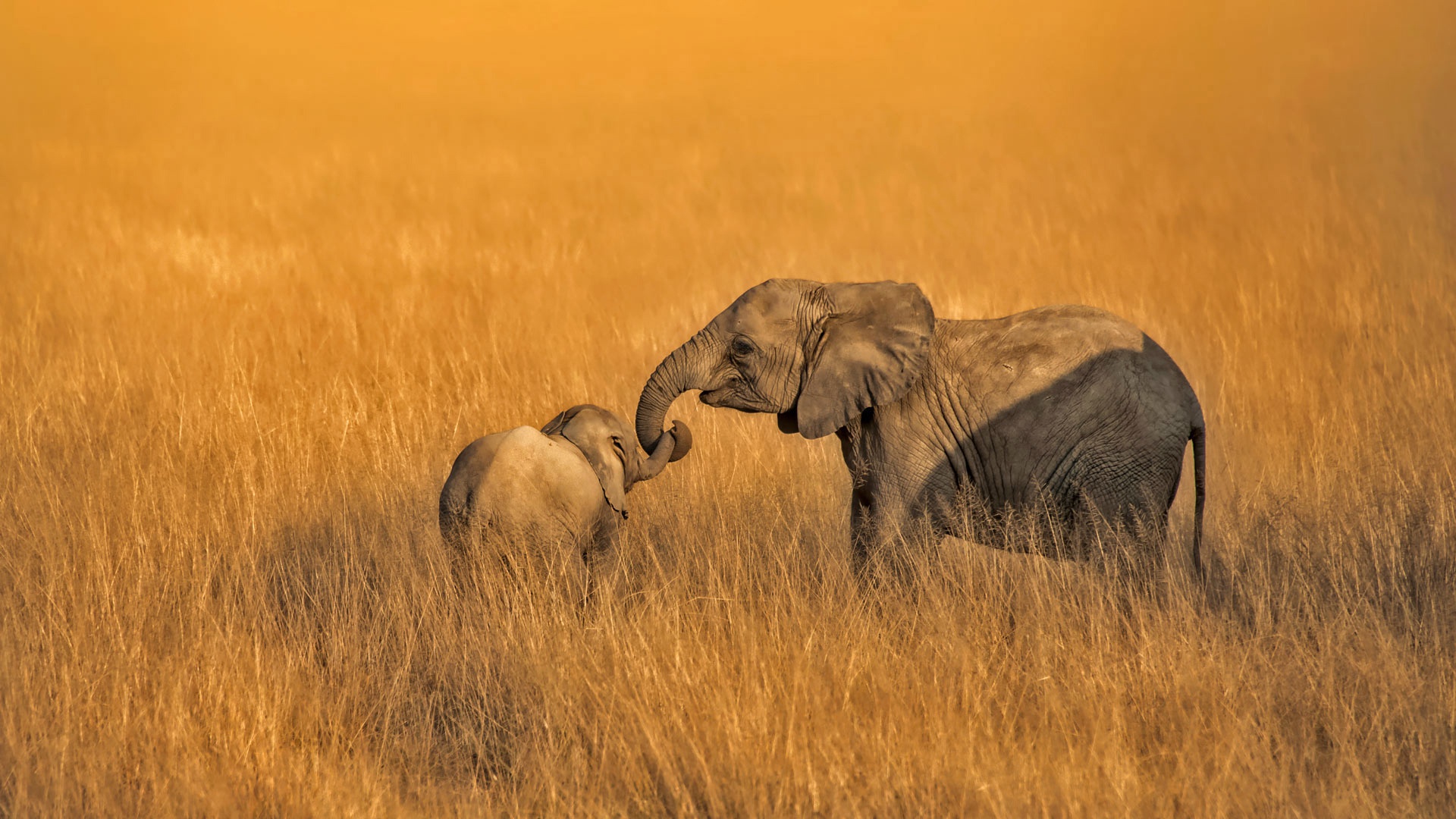 Cute Mother Elephant And Baby Elephant Wallpaper Hd - Baby Elephant Wallpaper Hd , HD Wallpaper & Backgrounds