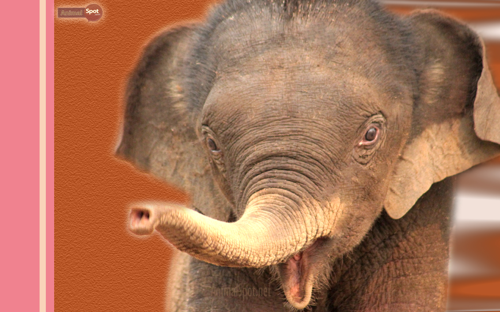 Baby Elephant Wallpaper - Baby Elephant , HD Wallpaper & Backgrounds