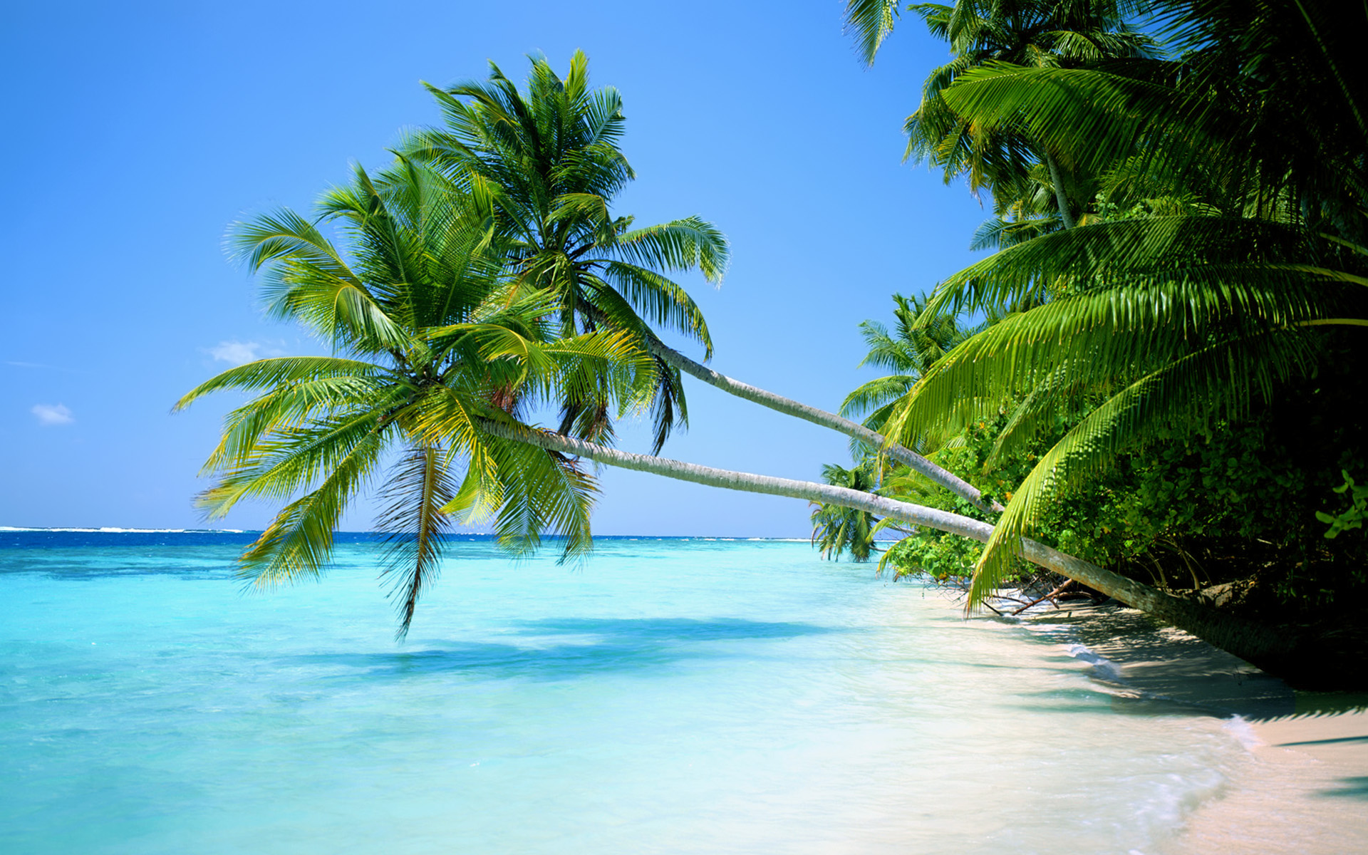 Beach Landscape With Palm Tree - Palm Trees And Ocean , HD Wallpaper & Backgrounds