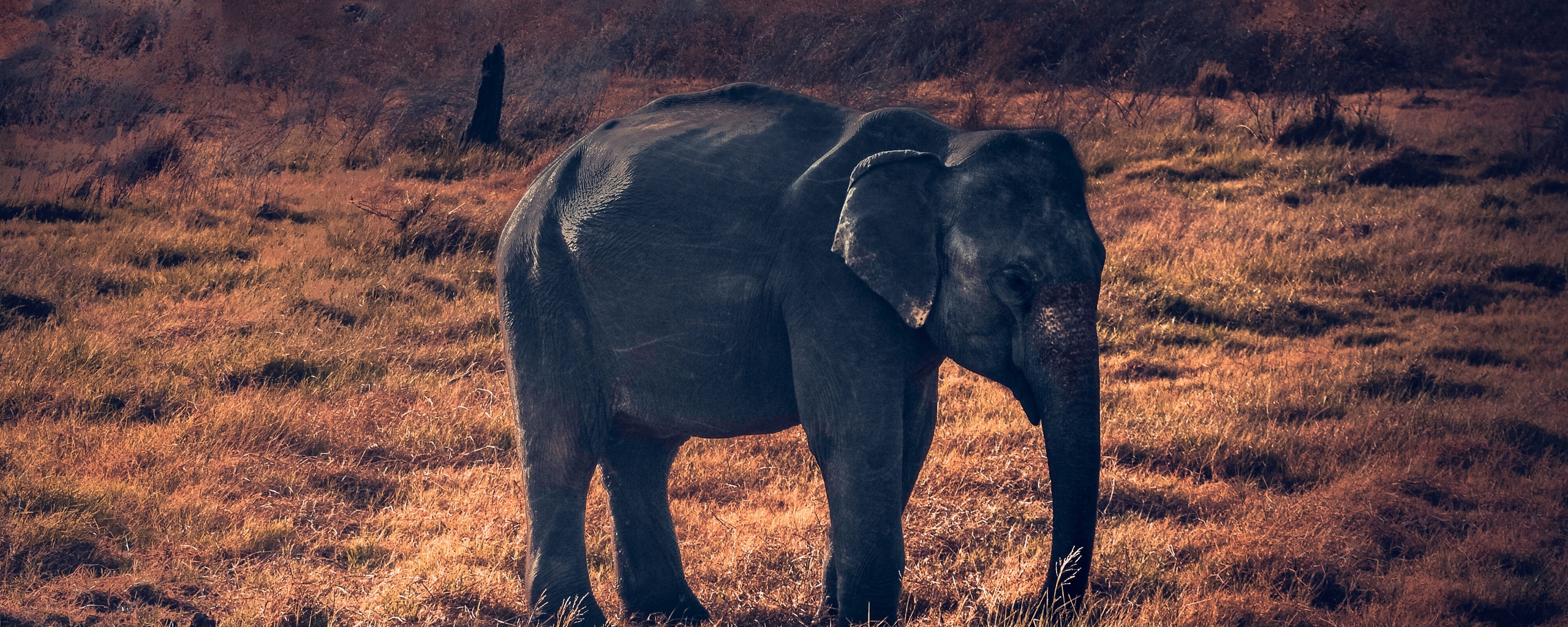 Wallpaper Elephant, Wildlife, African Elephant - African Elephant , HD Wallpaper & Backgrounds