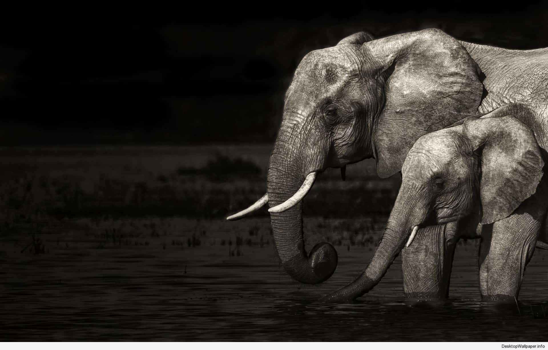Fantasy Elephant Wallpaper Hd - Am Not Your Trophy Elephant , HD Wallpaper & Backgrounds