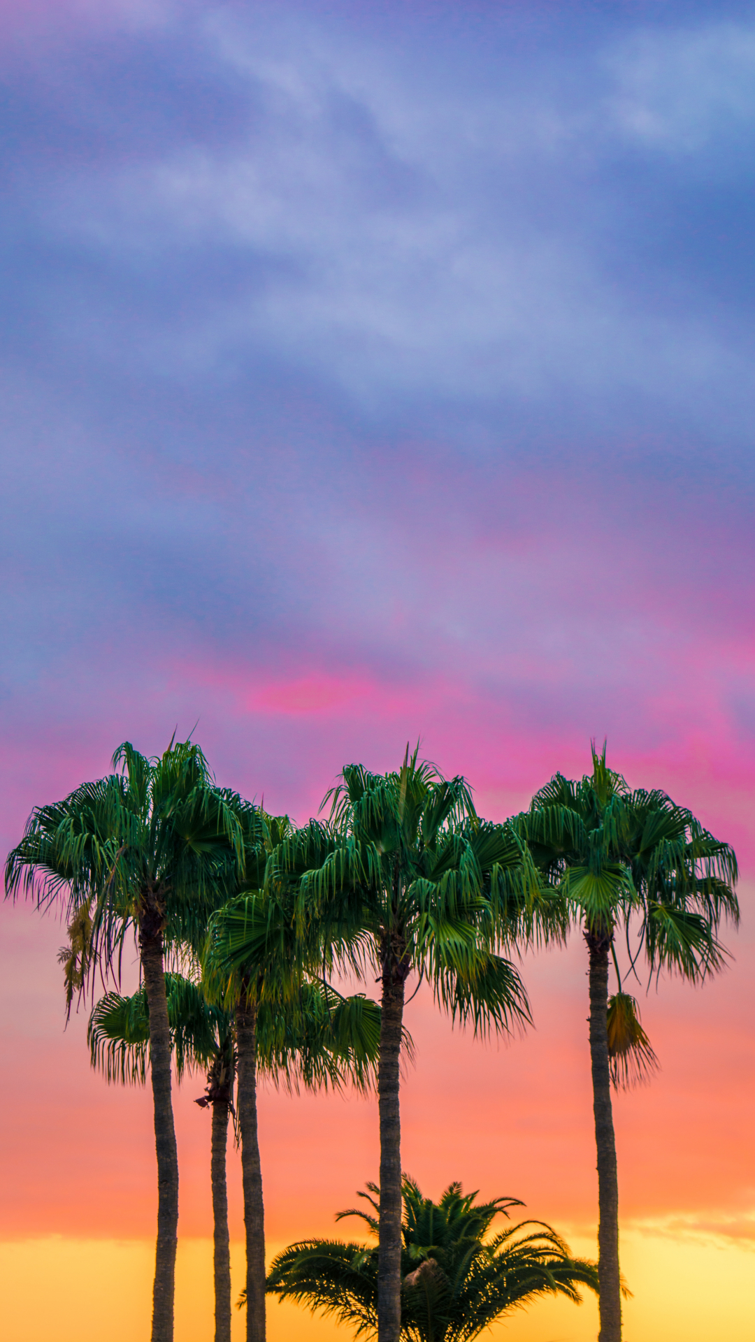 Colorful, Palm Trees Iphone Wallpaper , HD Wallpaper & Backgrounds