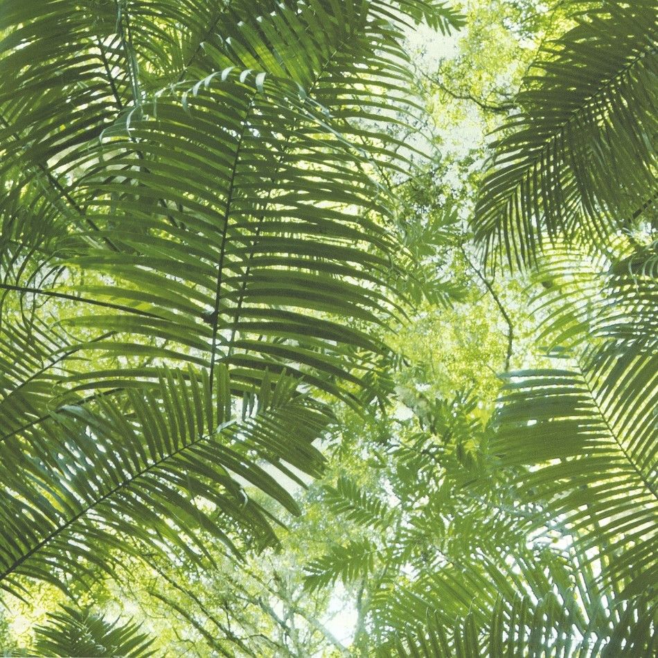 More Palm Tree Wallpaper - Palm Tree Jungle , HD Wallpaper & Backgrounds