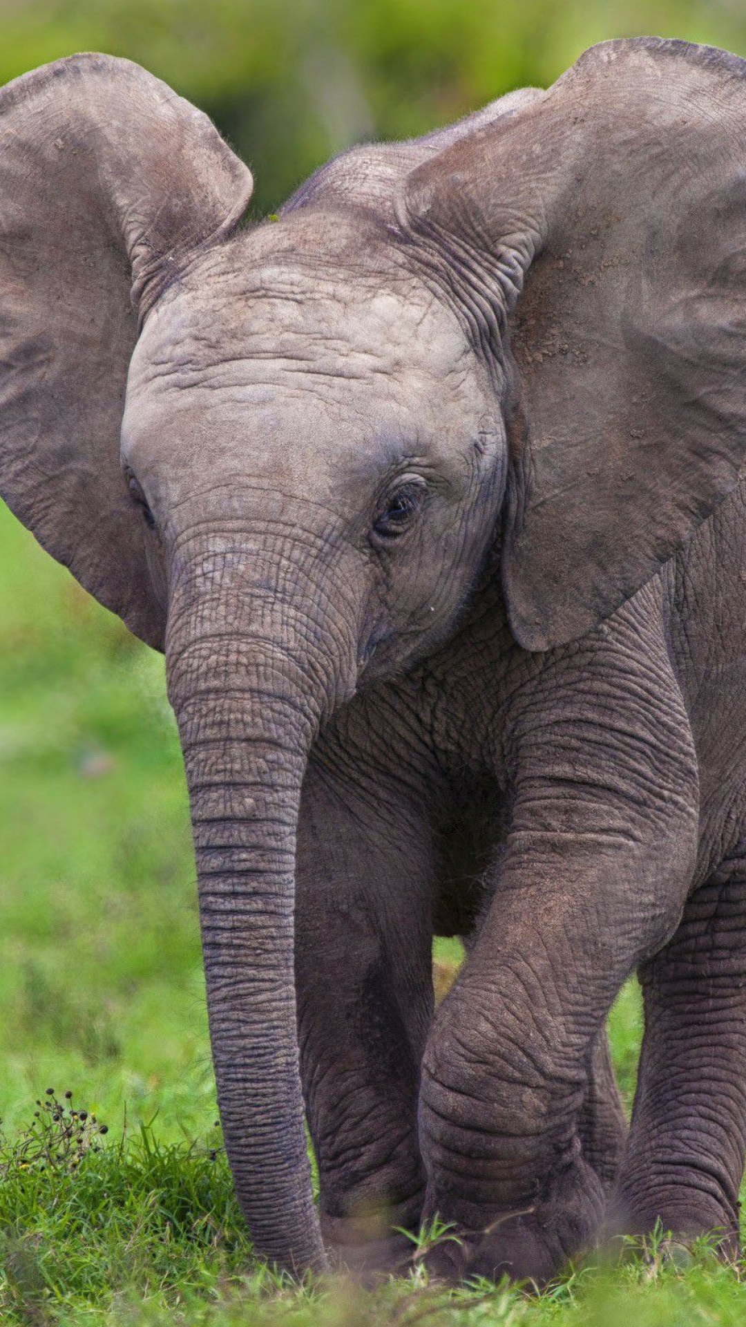 Baby Elephant Wallpapers - Imagenes De Elefantes Bebe , HD Wallpaper & Backgrounds