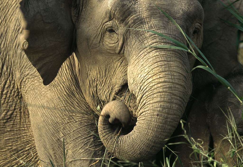 Asian Elephant - Asian Elephants , HD Wallpaper & Backgrounds