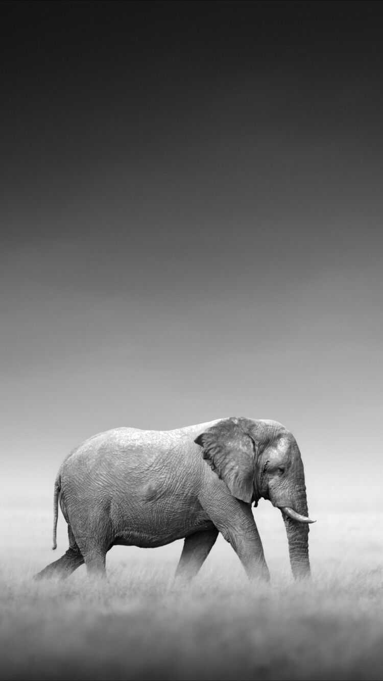 Wild Elephant Wallpaper For Your Iphone 8 Plus From - Iphone Xr Wallpaper Elephant , HD Wallpaper & Backgrounds