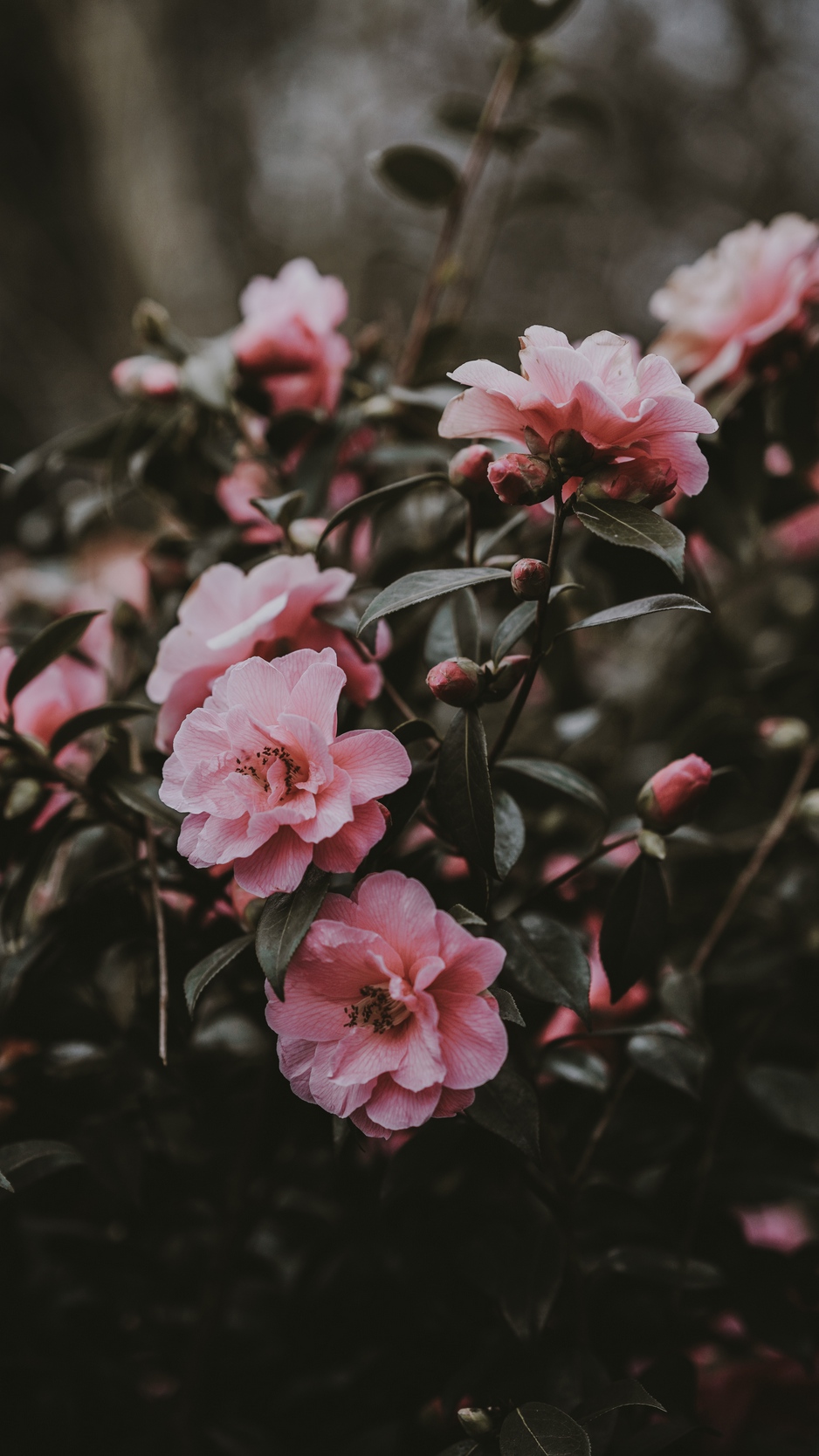 Wallpaper Wild Rose, Bush, Pink, Flowers - عکس گل برای پروفایل , HD Wallpaper & Backgrounds