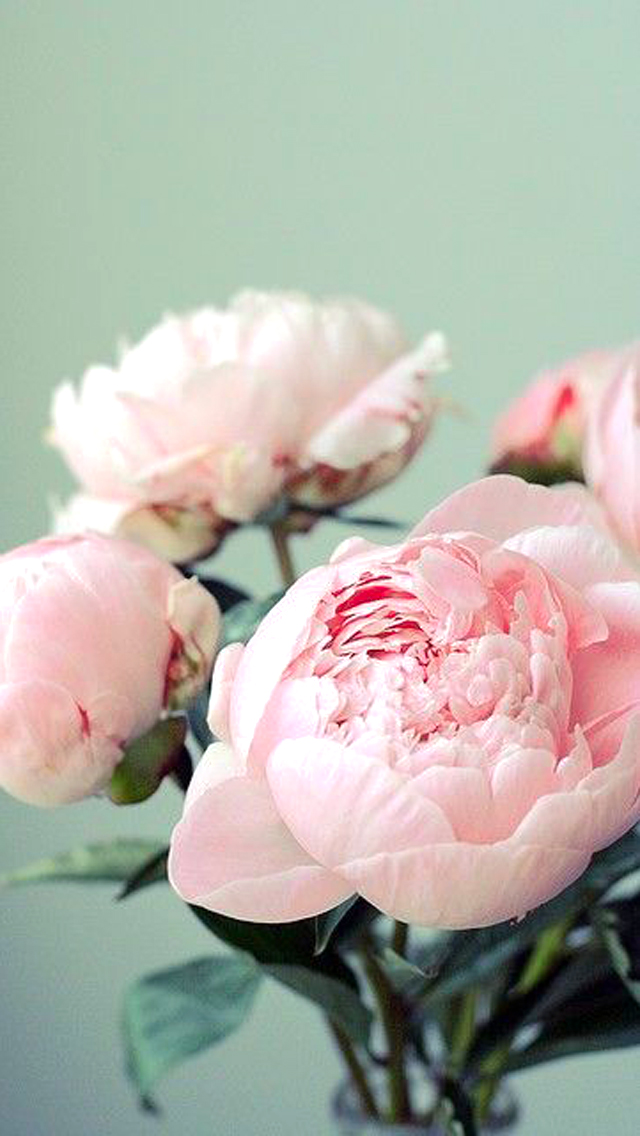 Peonies Beautiful , HD Wallpaper & Backgrounds