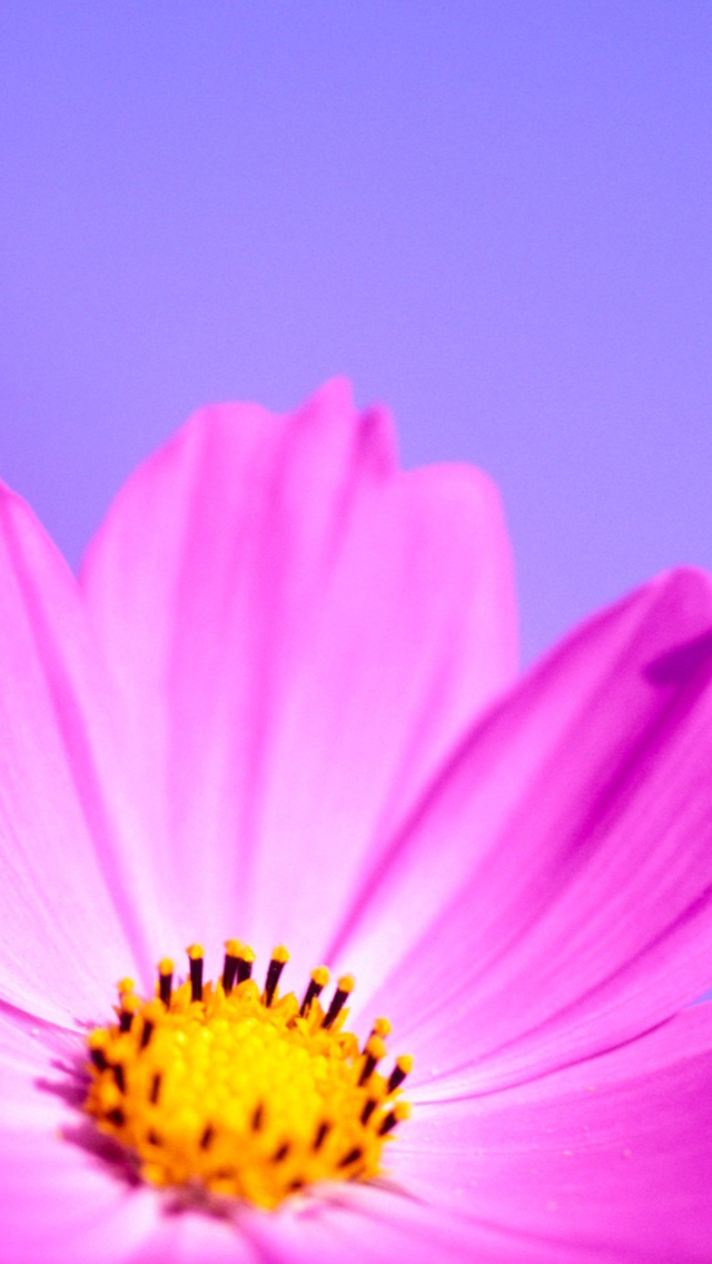 Pink Flower Iphone Wallpaper - Flower Iphone Wallpaper Hd , HD Wallpaper & Backgrounds