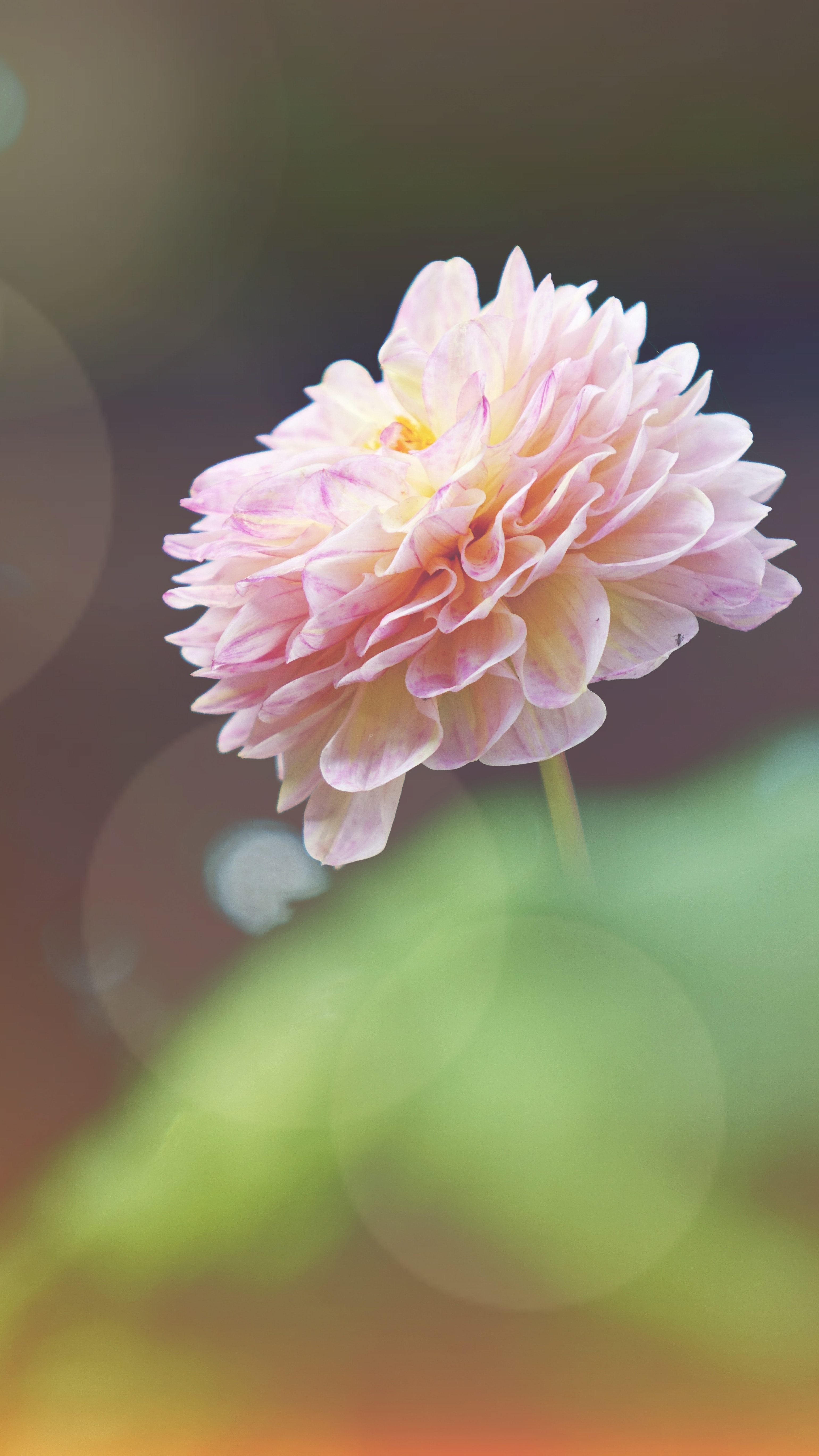 Sunlit Pink Flower Iphone Wallpaper - Flower Does Not Think Of Competing S , HD Wallpaper & Backgrounds