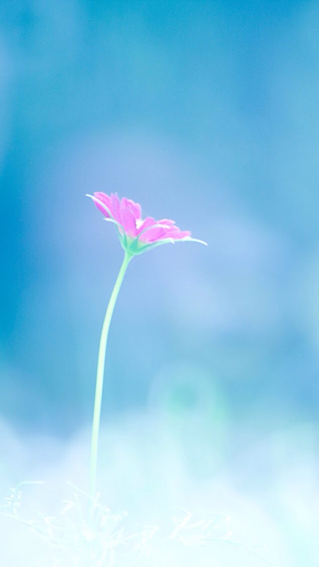Small Pink Flower - Blue And Pink Flowery , HD Wallpaper & Backgrounds
