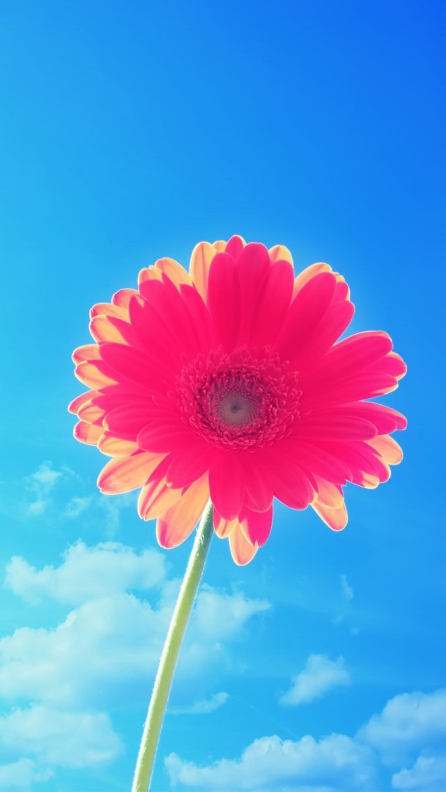 Red & Yellow Sun Flower - Flower Iphone Wallpaper Hd , HD Wallpaper & Backgrounds