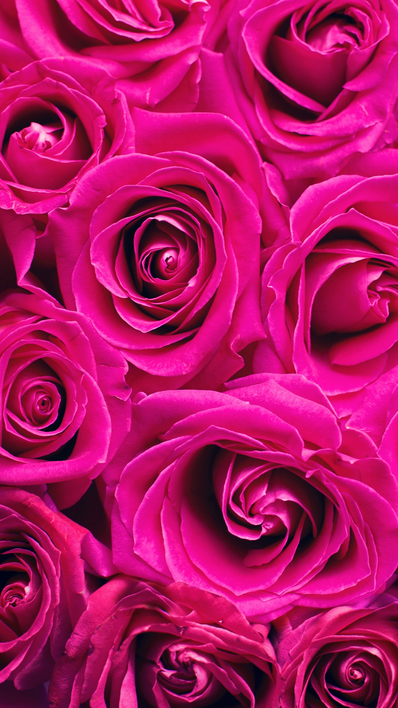 Wallpaper Roses, Pink, Flowers, Bouquet, Petals - Roses Pink Iphone Background , HD Wallpaper & Backgrounds