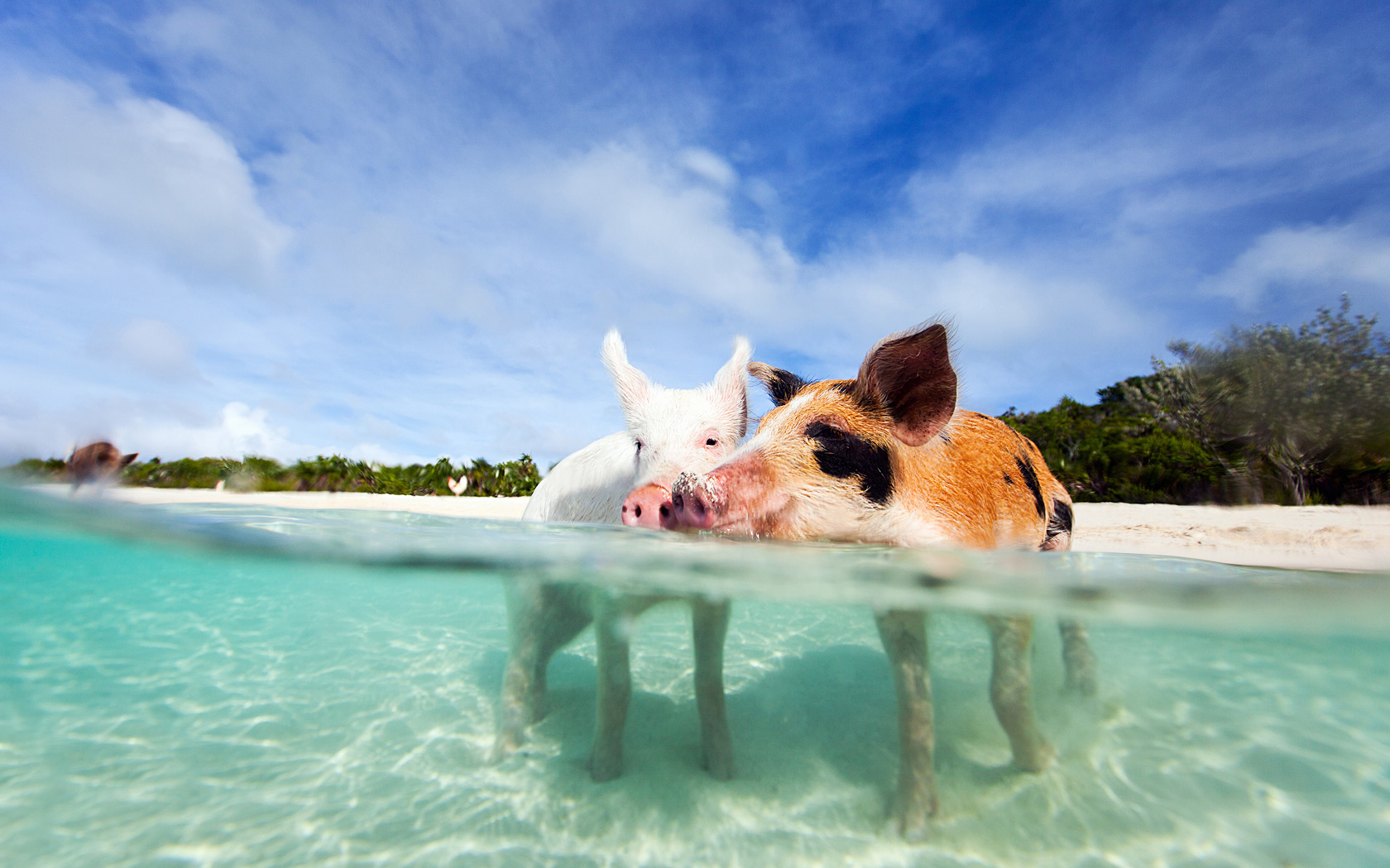 Bahamas - Bahamas Pigs , HD Wallpaper & Backgrounds