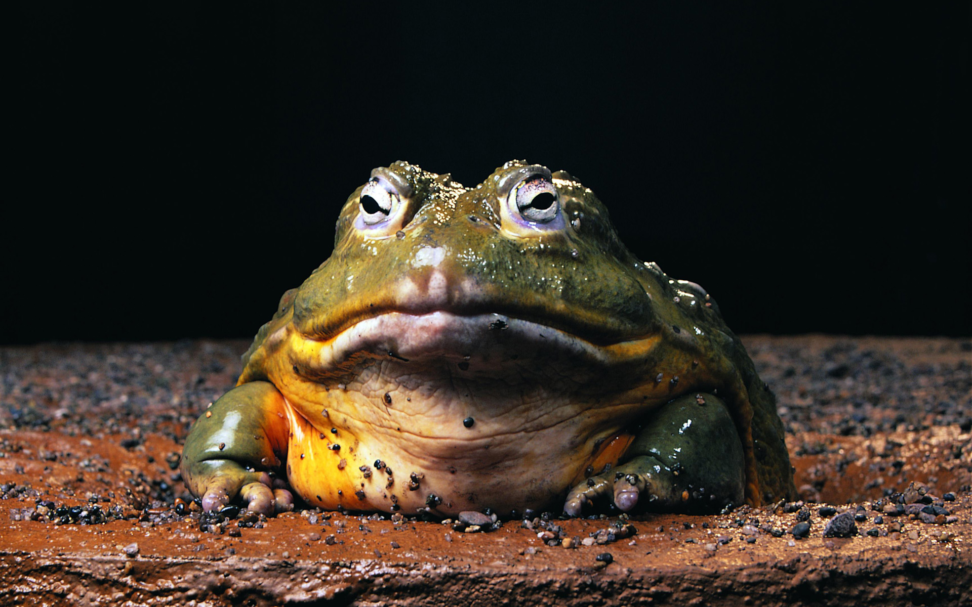 Frog Hd Wallpaper - Animals With Human Lips , HD Wallpaper & Backgrounds