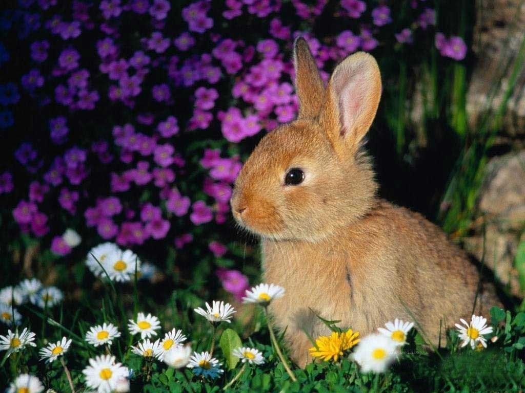 Wallpaper Kelinci Lucu Dan Imut Seen On Www - Baby Bunnies In Flowers , HD Wallpaper & Backgrounds