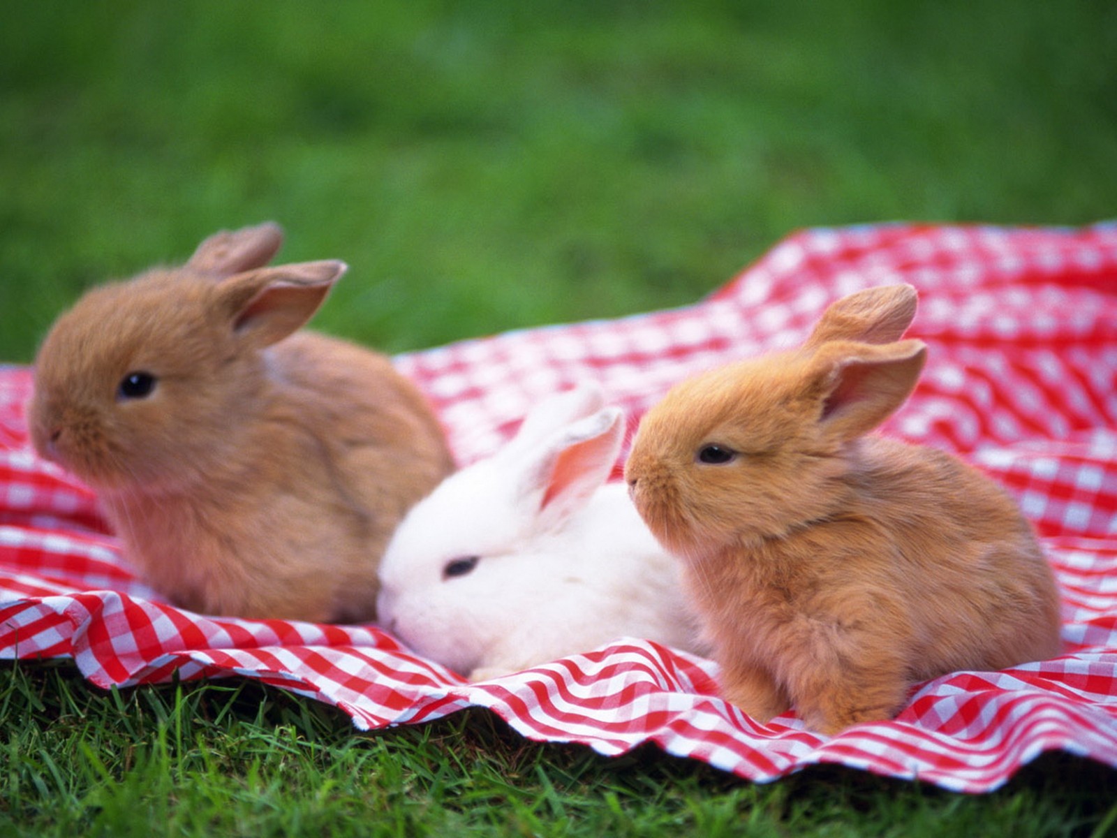 Lucu Kelinci - 3 Bunnies , HD Wallpaper & Backgrounds