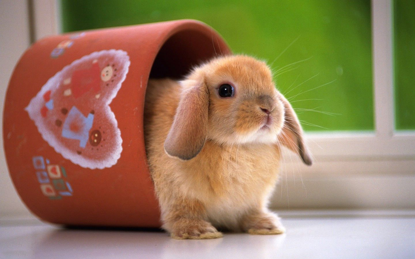 Gambar Gigi Kelinci Vega Gambar Kelinci Warna Gambar - Cute Wallpapers Rabbit , HD Wallpaper & Backgrounds
