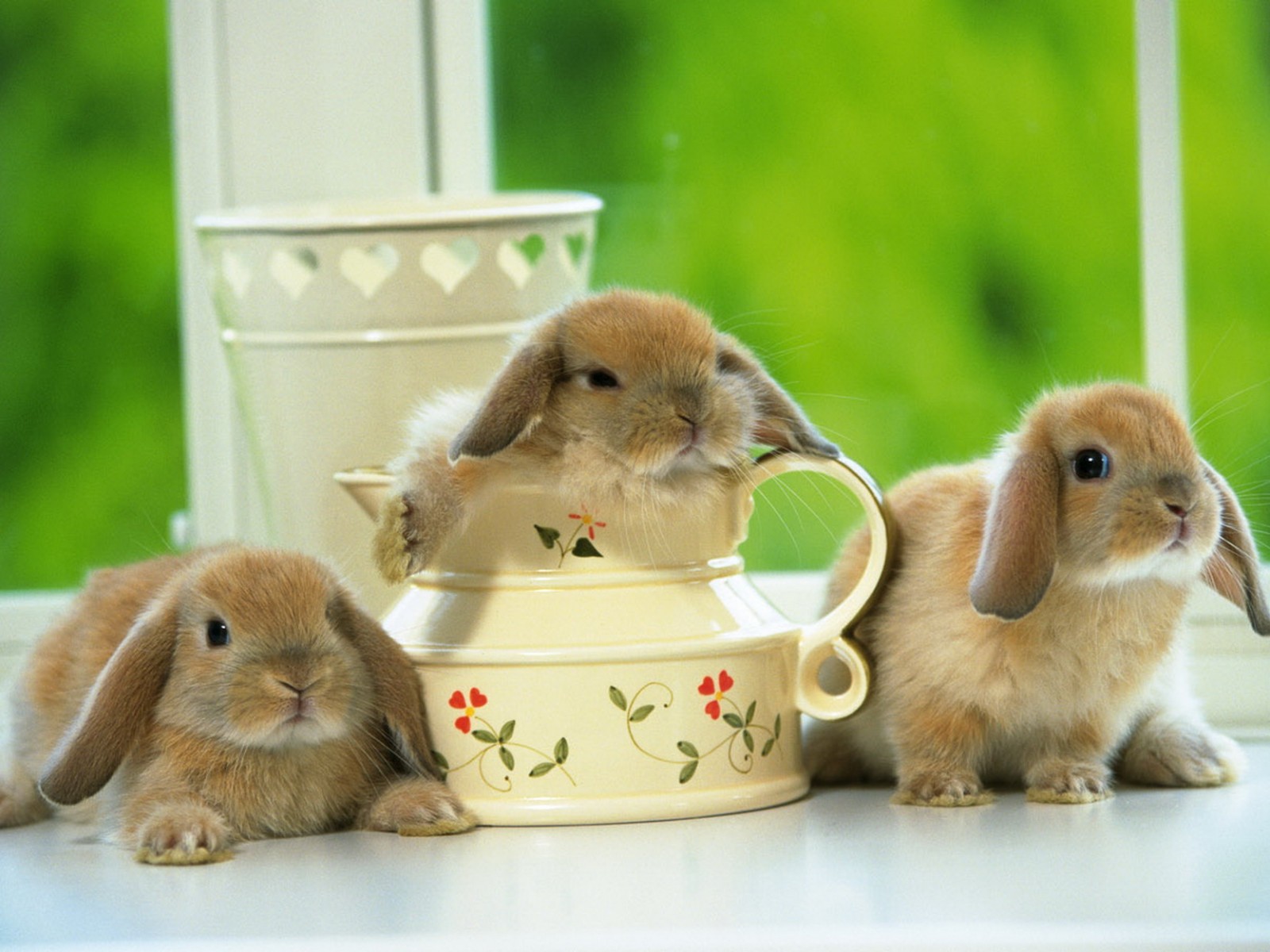 Free Hd Wallpaper For Android, Since - Lop Eared Rabbit Baby , HD Wallpaper & Backgrounds