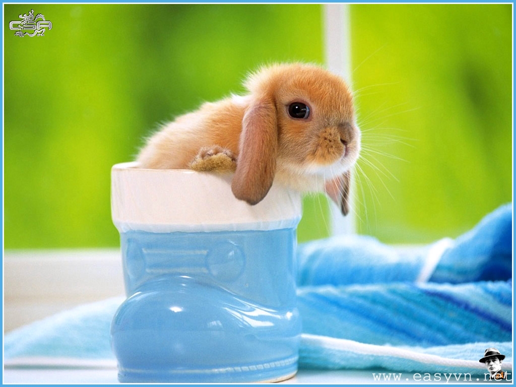 Rabbit Wallpapers Free Download Cute White Hd Desktop - Cute Baby Bunnies In A Cup , HD Wallpaper & Backgrounds