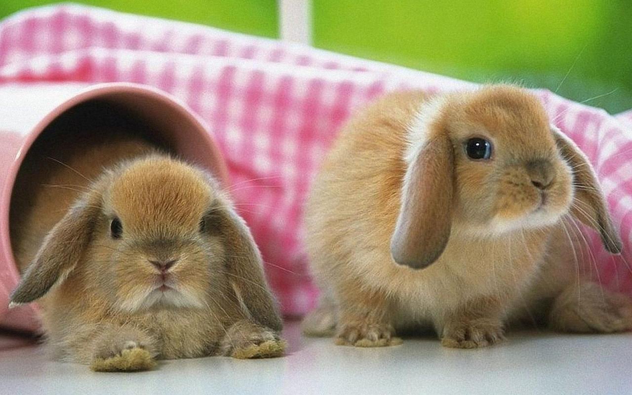 Download - Beautiful Rabbit In The World , HD Wallpaper & Backgrounds