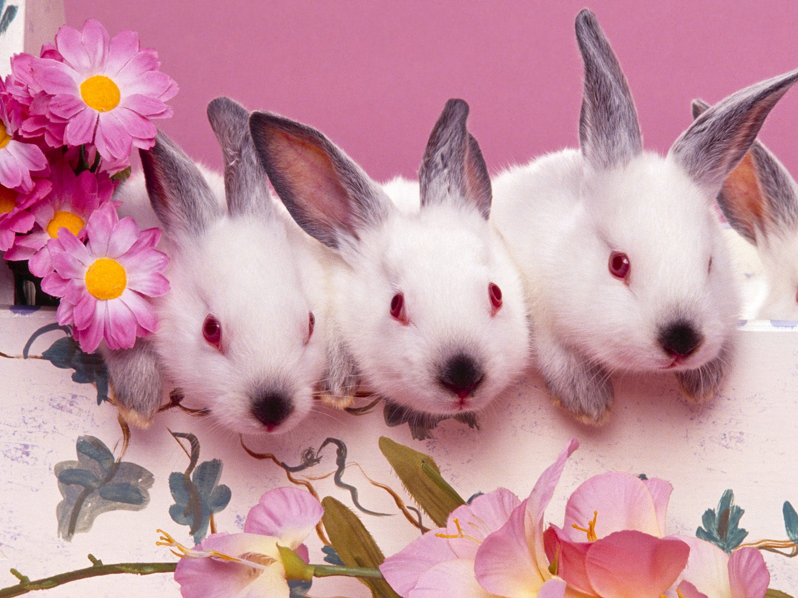 Rabbit And Bunny Wallpaper - Pink Bunnies , HD Wallpaper & Backgrounds