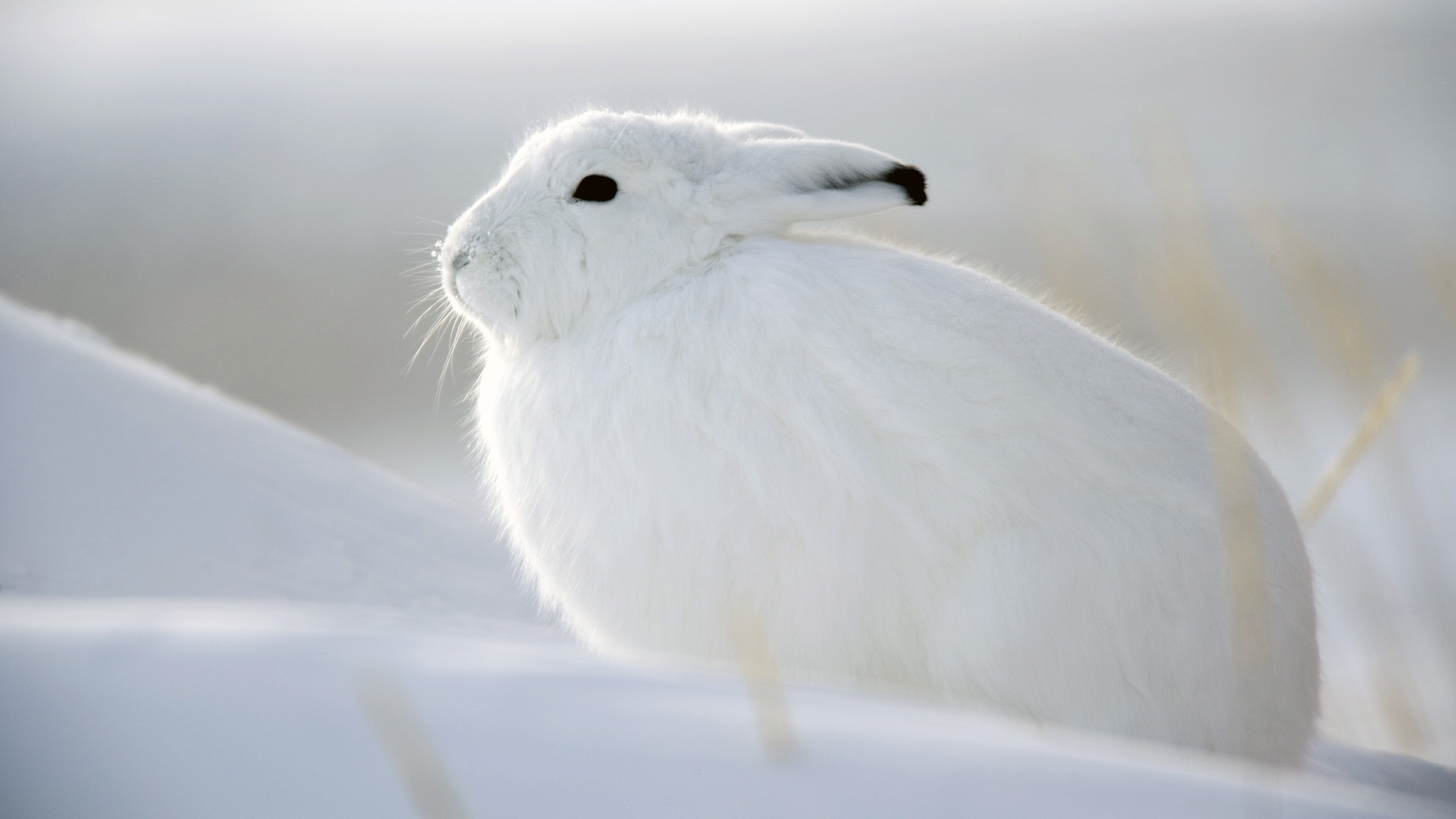 Kertas Dinding Kelinci, Kelinci, Salju, Putih, Musim - White Rabbit In Snow , HD Wallpaper & Backgrounds