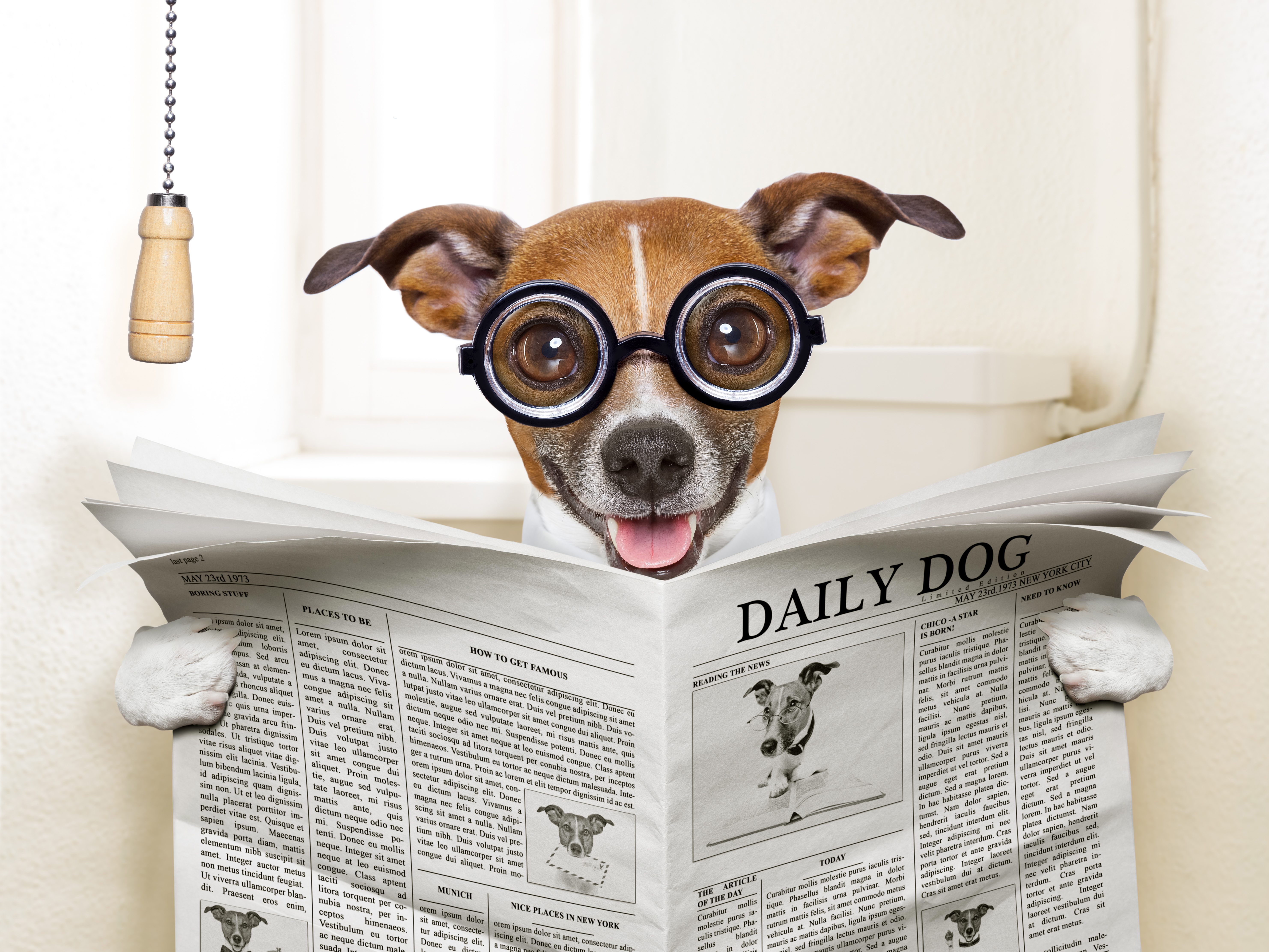 Reading A Newspapaper On The Loo - Dog Reading Newspaper Toilet , HD Wallpaper & Backgrounds