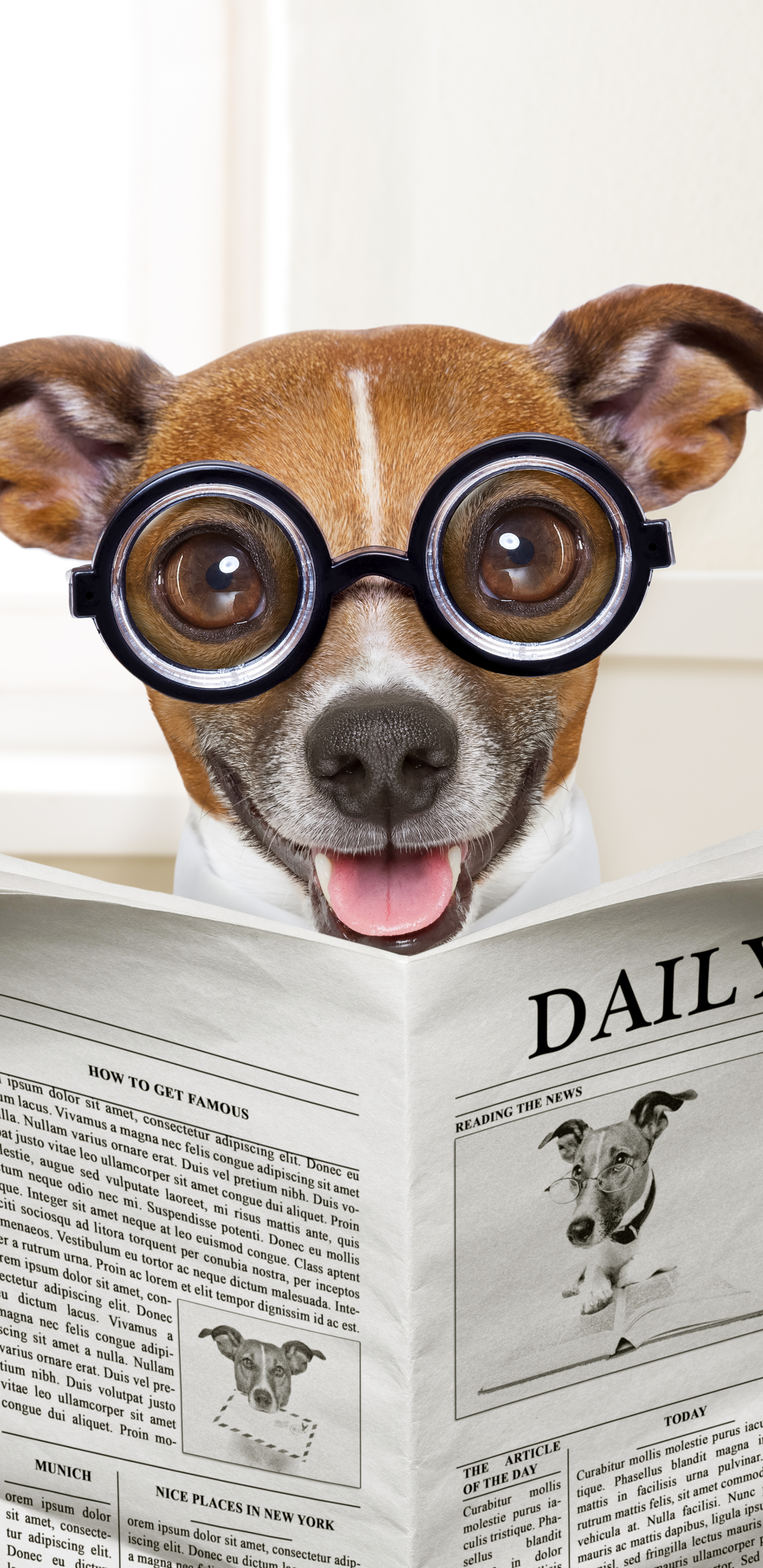 Reading A Newspapaper On The Loo - Chihuahua , HD Wallpaper & Backgrounds