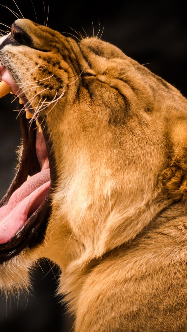 Lion Roar Wallpaper - Efficient Animals , HD Wallpaper & Backgrounds