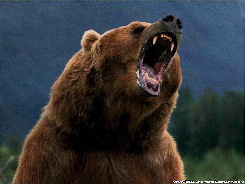 Grizzly Bear Roaring , HD Wallpaper & Backgrounds