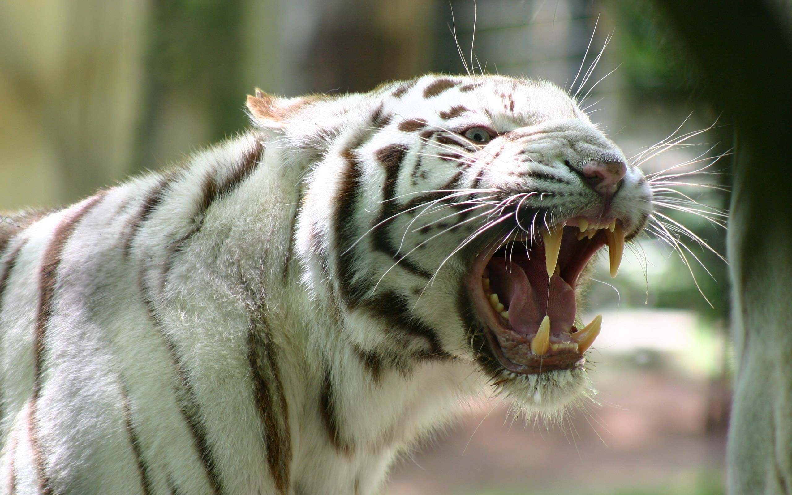 White, Tiger, Roar, Full, Screen, High, Definition, - Singapore Zoo , HD Wallpaper & Backgrounds