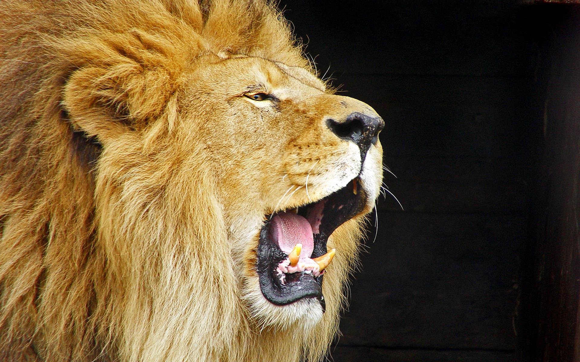 Roar Desktop Hd Wallpapers - Roaring Lion , HD Wallpaper & Backgrounds