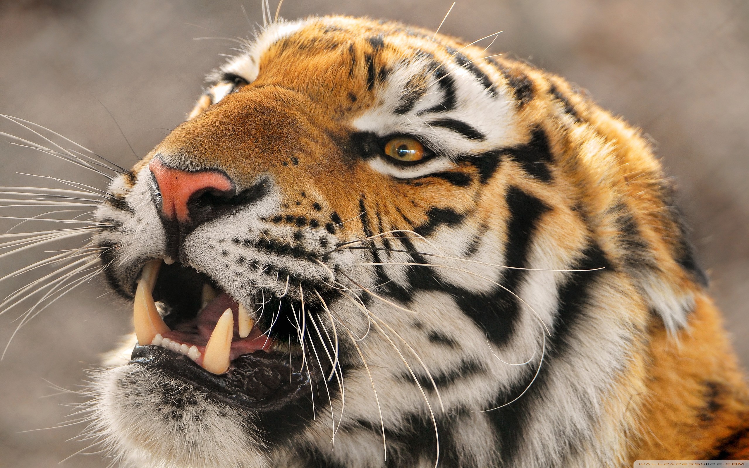Wide - Tiger Roar , HD Wallpaper & Backgrounds