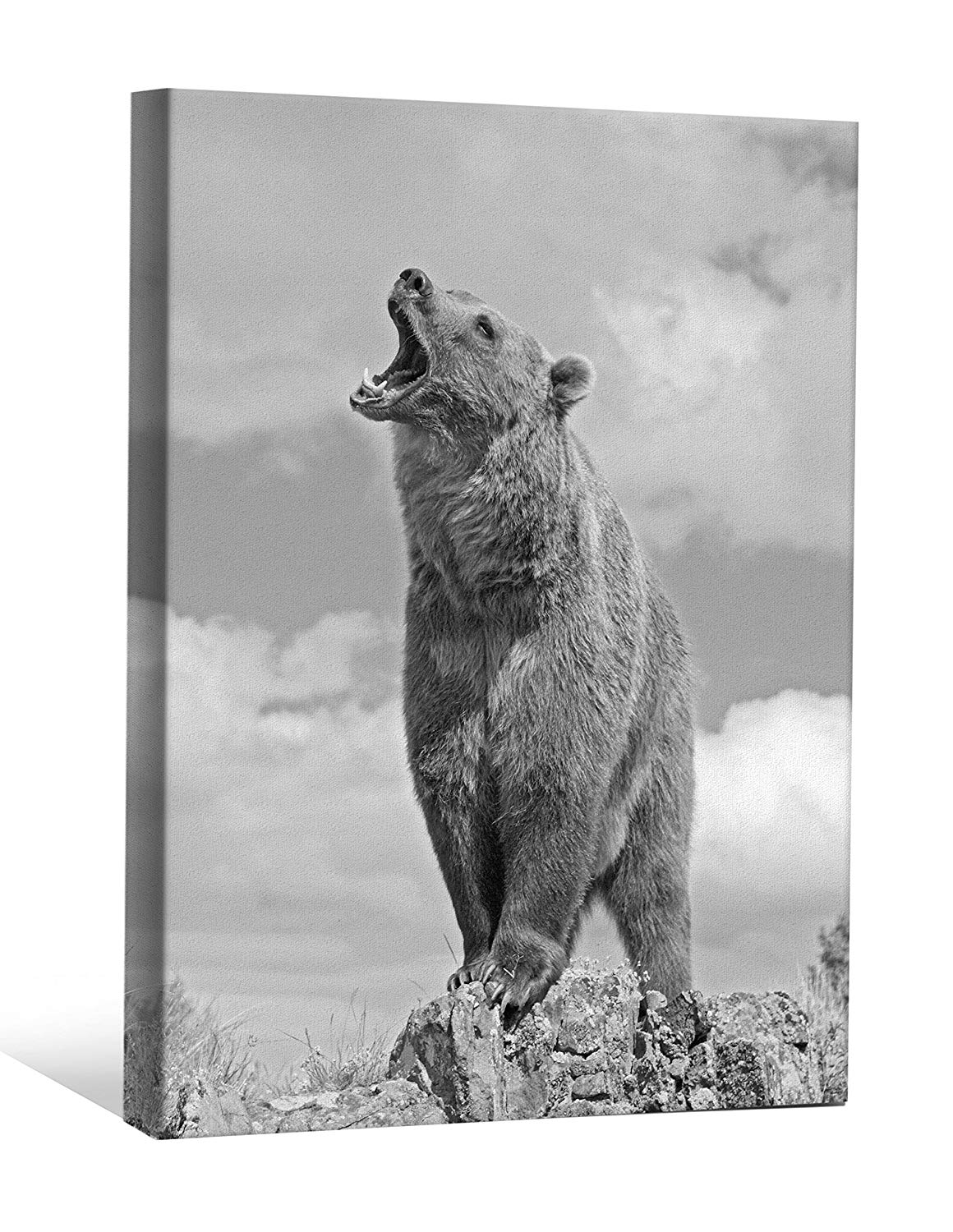 Jp London Bwmcnv0065 2 Thick Heavyweight Black & White - Orso Grizzly Immagini Verticali , HD Wallpaper & Backgrounds