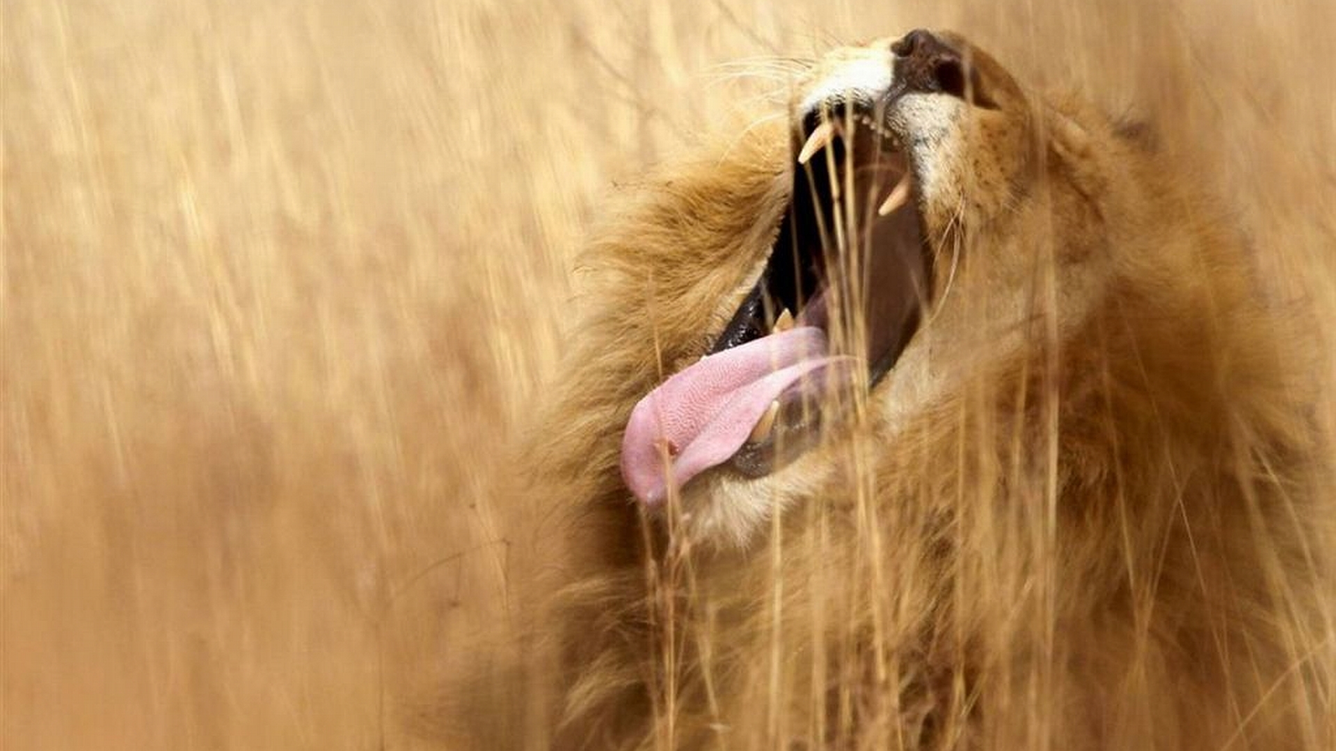 Lion Roar Source - Лучше Прожить Один День Львом Чем Сто Лет Овцой , HD Wallpaper & Backgrounds