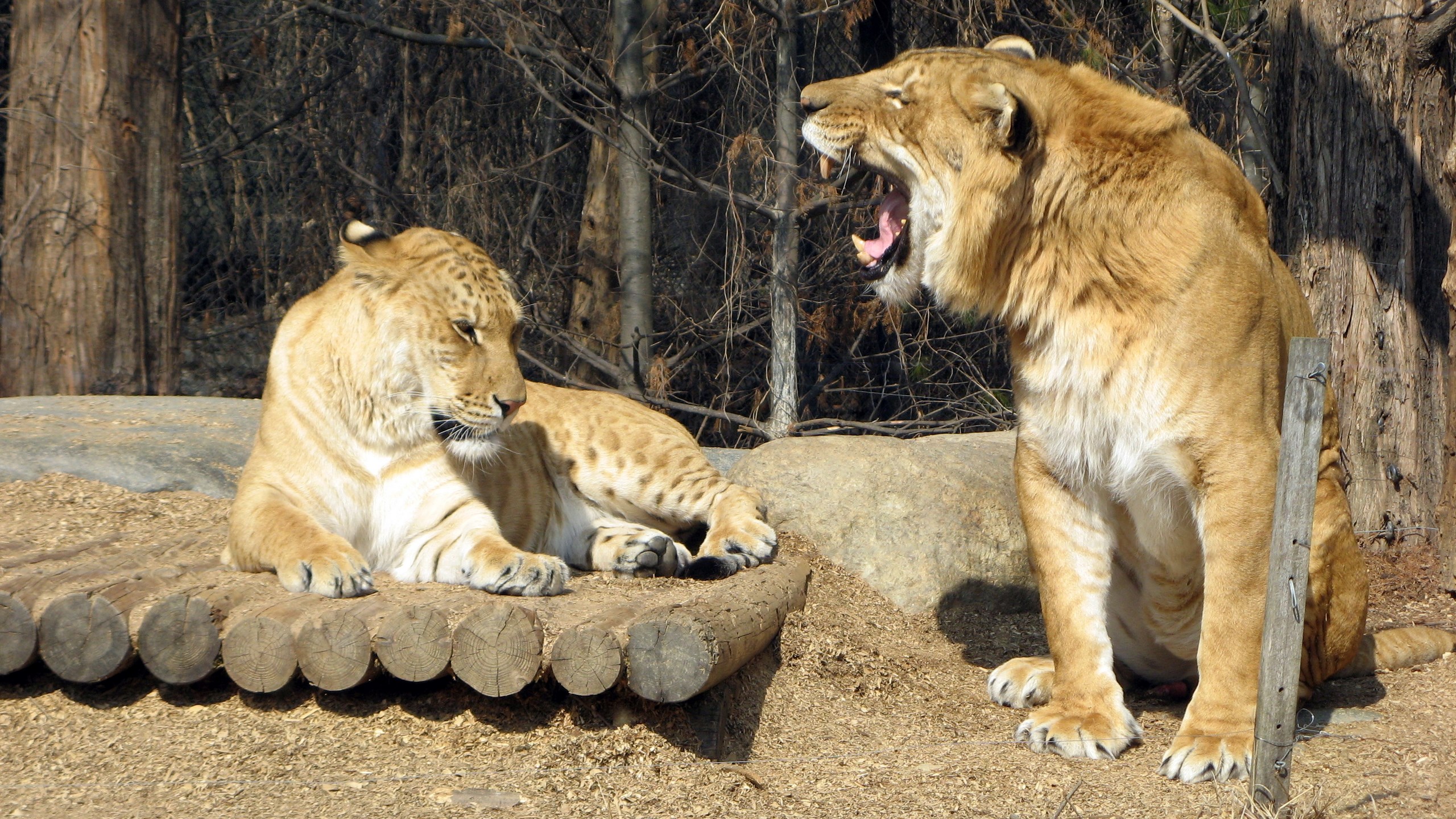 Roaring Lion Hd Wallpaper - Hybrid Animals Real , HD Wallpaper & Backgrounds